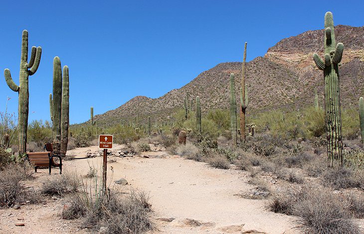 12 Top-Rated Hiking Trails in Phoenix, AZ