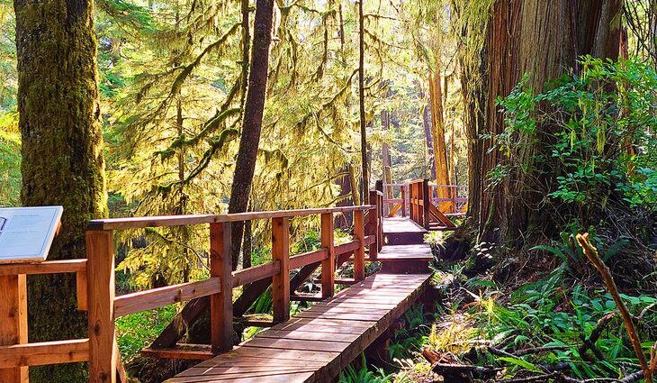 12 Top-Rated Hiking Trails in Tofino, BC