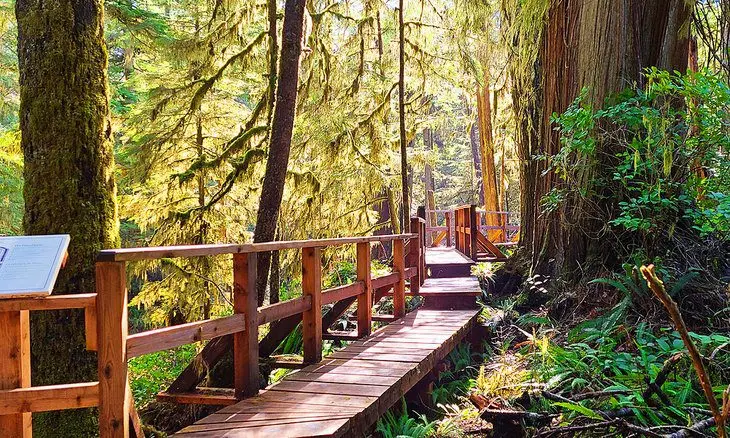 12 Top-Rated Hiking Trails in Tofino, BC