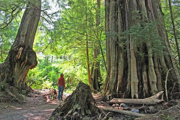 12 Top-Rated Hiking Trails in Tofino, BC