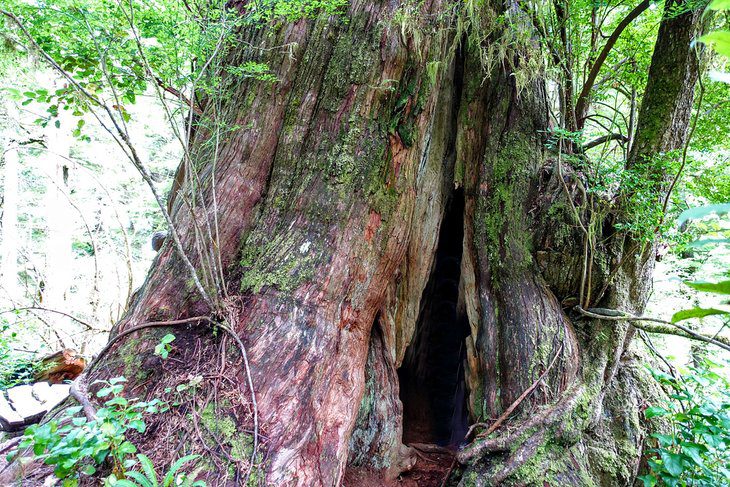 12 Top-Rated Hiking Trails in Tofino, BC