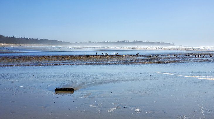 12 Top-Rated Hiking Trails in Tofino, BC