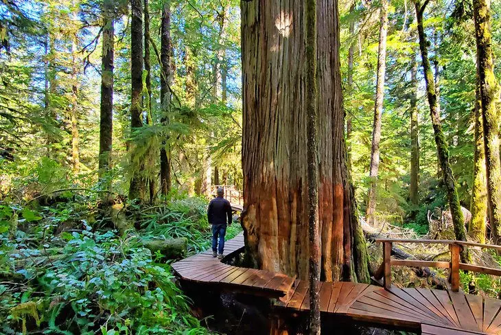 12 Top-Rated Hiking Trails in Tofino, BC