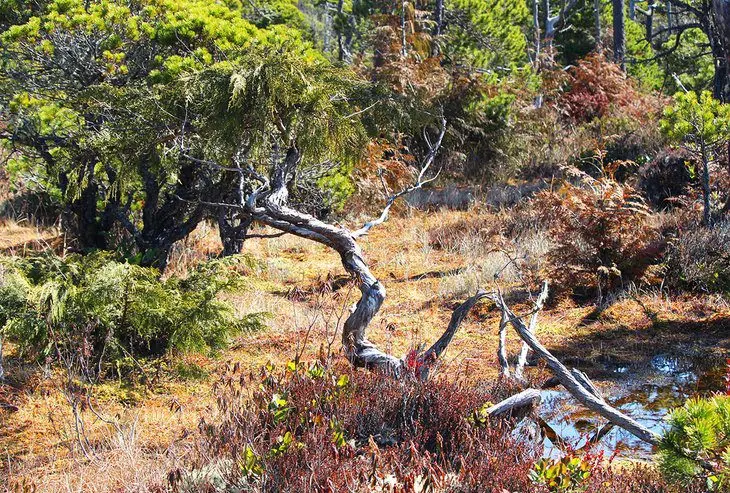 12 Top-Rated Hiking Trails in Tofino, BC