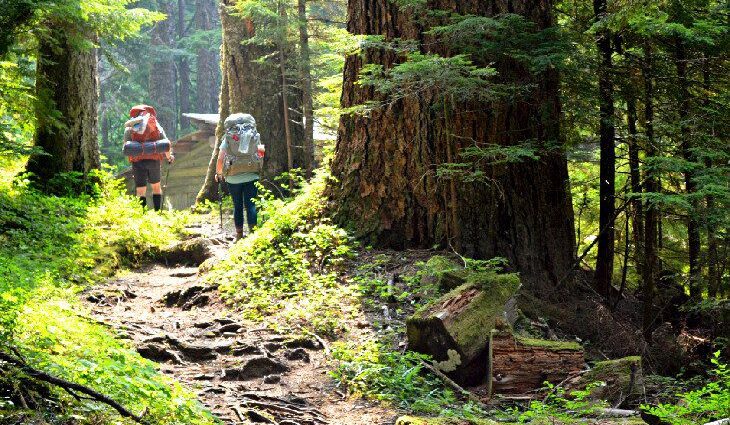 12 Top-Rated Things to Do in Olympic National Park