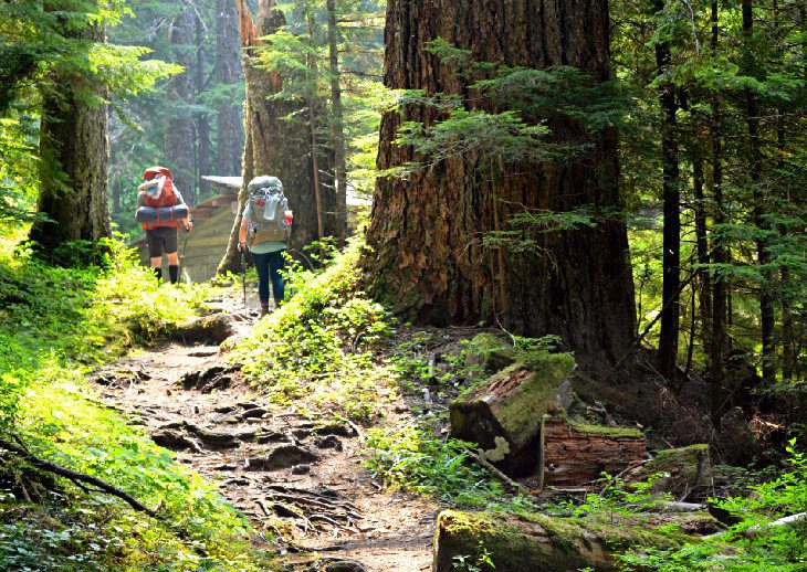 12 Top-Rated Things to Do in Olympic National Park