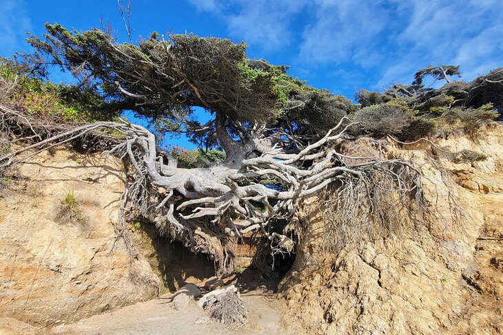 12 Top-Rated Things to Do in Olympic National Park