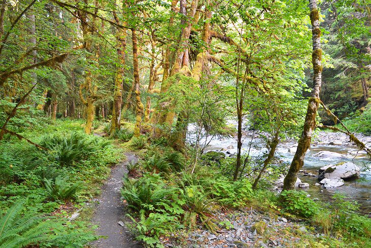 12 Top-Rated Things to Do in Olympic National Park