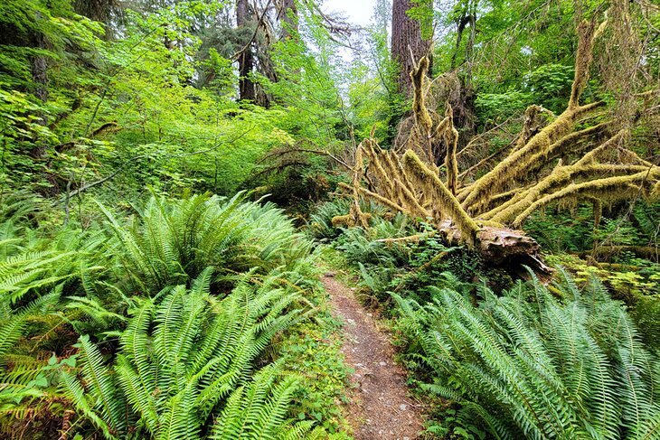 12 Top-Rated Things to Do in Olympic National Park