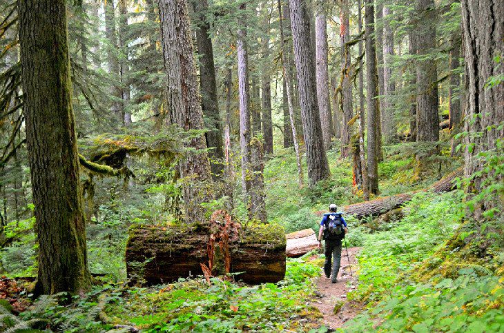 12 Top-Rated Things to Do in Olympic National Park