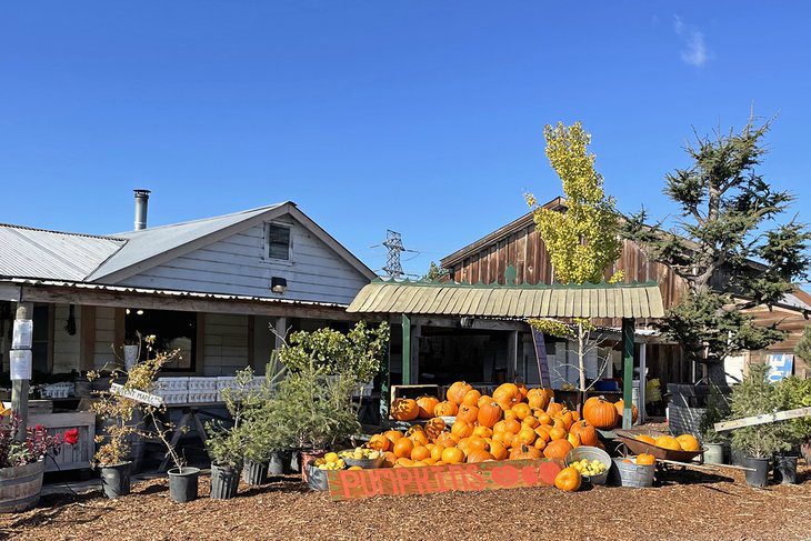 12 Top-Rated Things to Do in Petaluma, CA