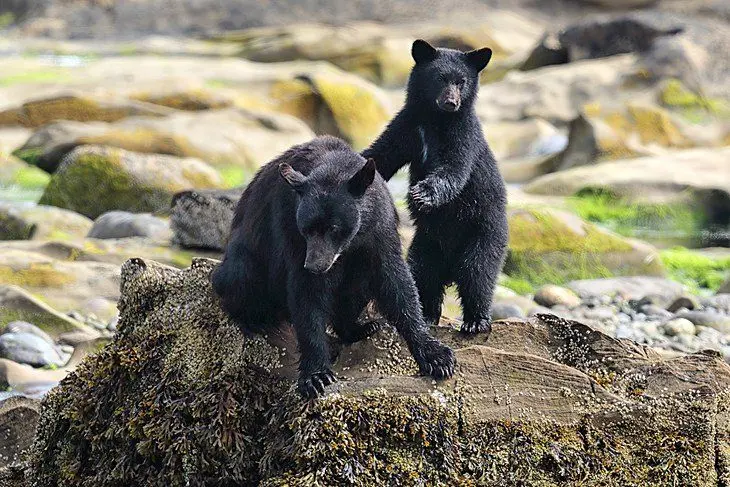 12 Top-Rated Things to Do in Tofino, BC