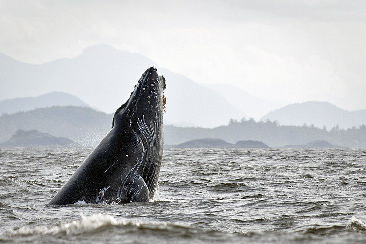 12 Top-Rated Things to Do in Tofino, BC