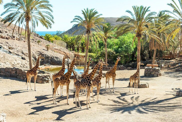 12 Top-Rated Things to Do on Fuerteventura