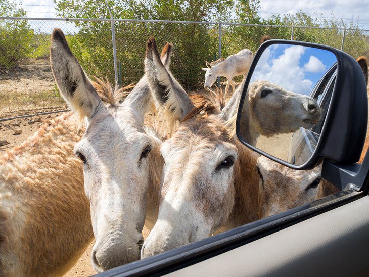 12 Top-Rated Tourist Attractions in Bonaire, Saba, and St. Eustatius