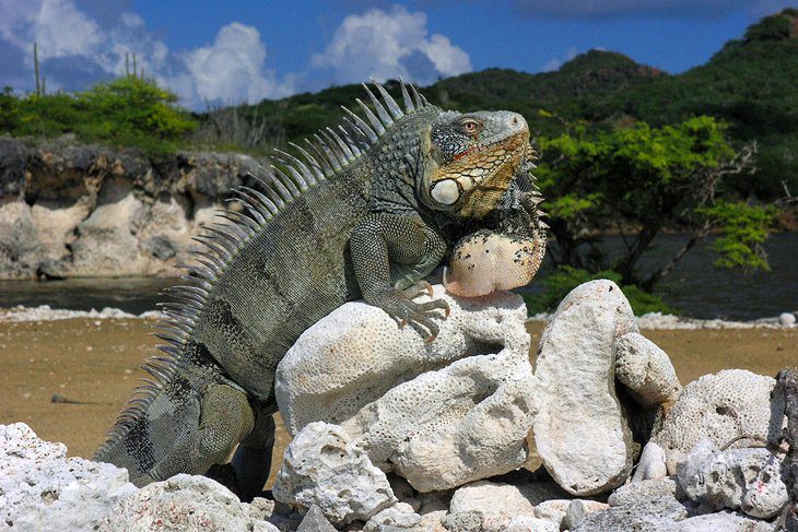 12 Top-Rated Tourist Attractions in Bonaire, Saba, and St. Eustatius