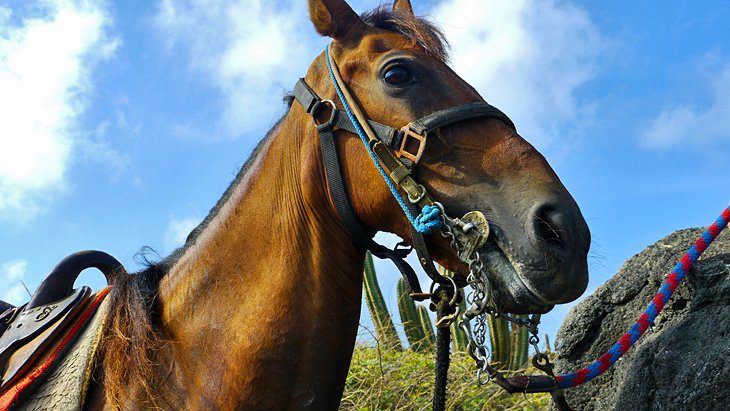 12 Top-Rated Tours and Excursions in Aruba