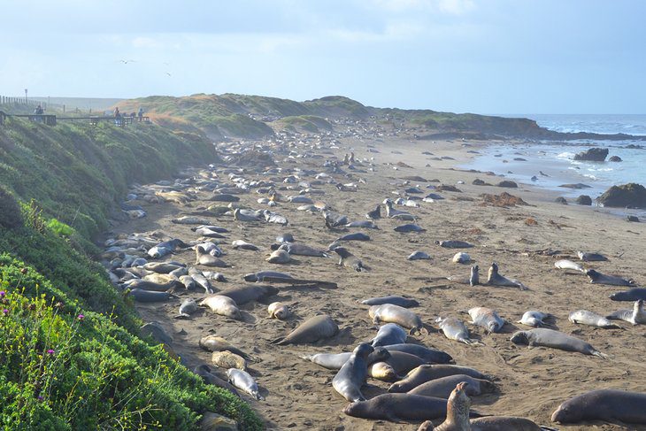 13 Best Beaches near San Luis Obispo, CA