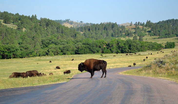 13 Best Campgrounds near Mount Rushmore, SD