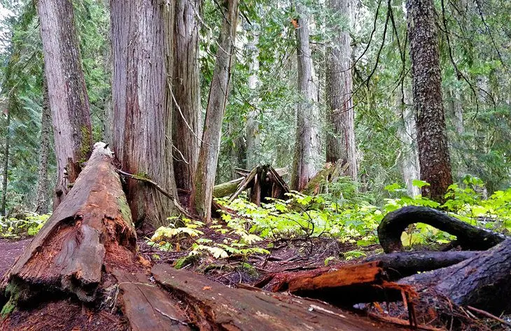 13 Best Hikes near Whistler, B.C.