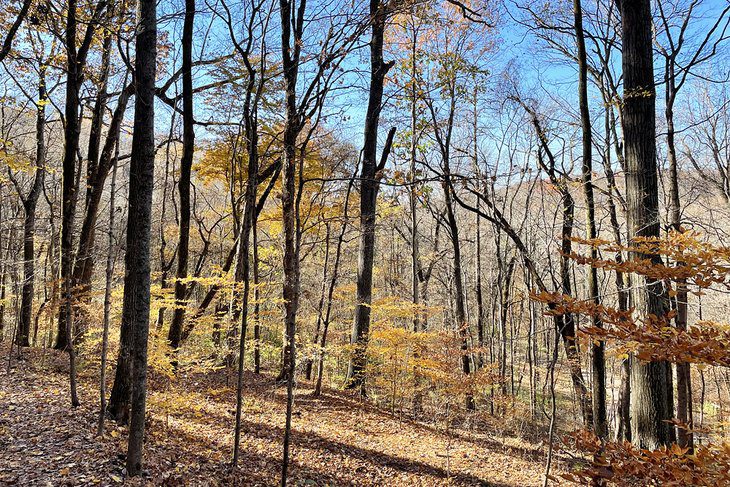 13 Best Hiking Trails near Nashville, TN