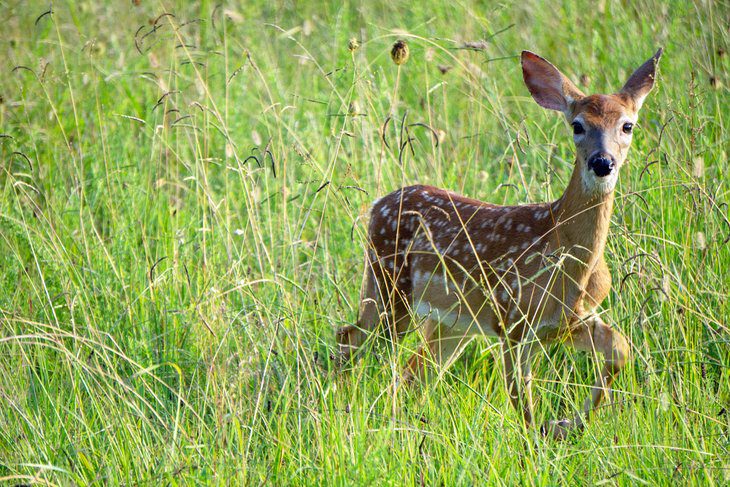 13 Best Hiking Trails near Nashville, TN