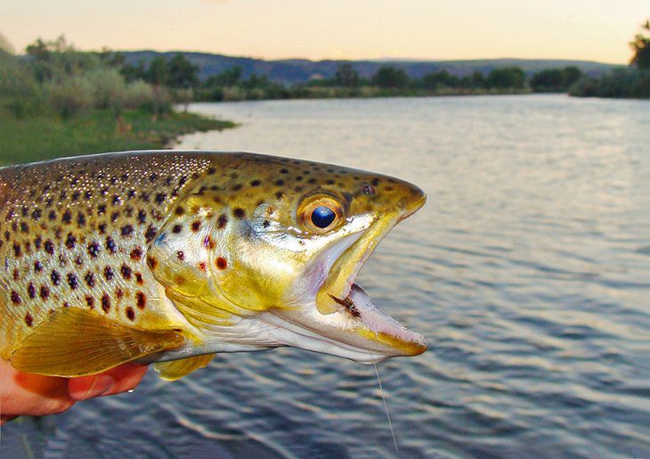 13 Best Places for Fly Fishing in Montana