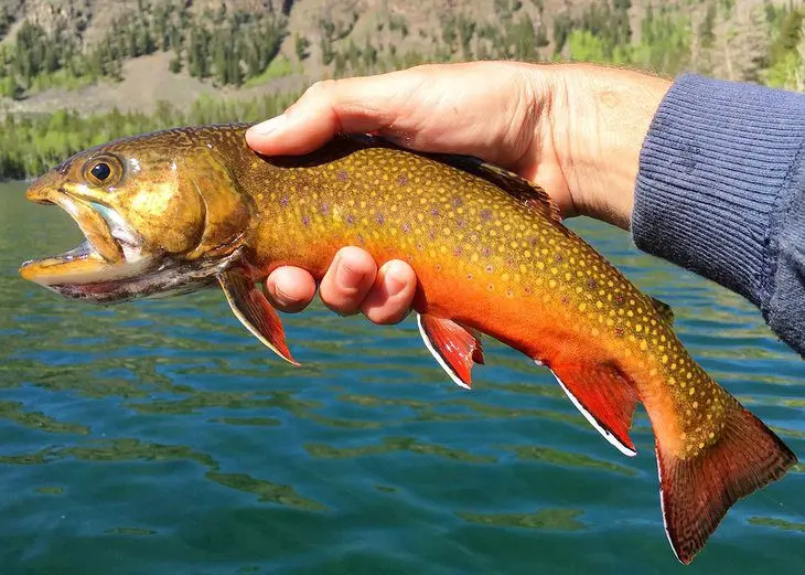 13 Best Places for Fly Fishing in Montana