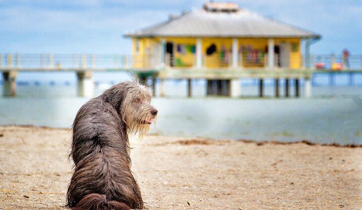 13 Dog-Friendly Beaches in Florida