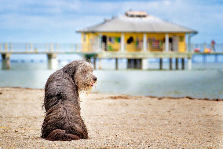 13 Dog-Friendly Beaches in Florida