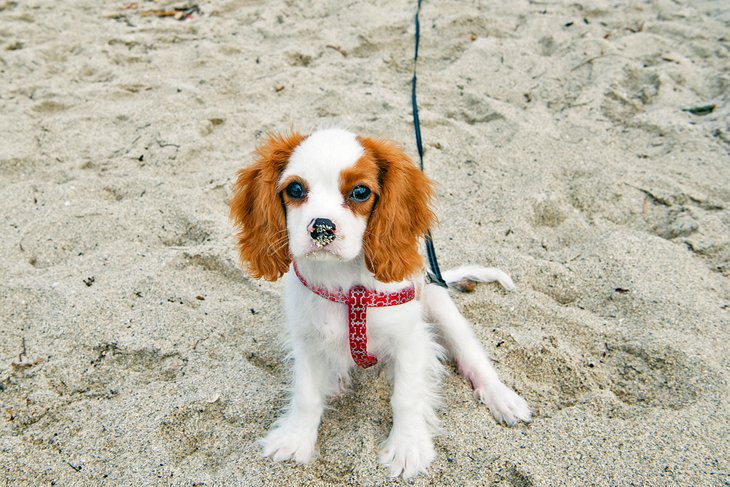 13 Dog-Friendly Beaches in Florida