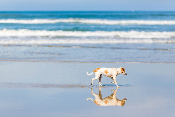 13 Dog-Friendly Beaches in Florida