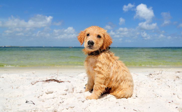 13 Dog-Friendly Beaches in Florida