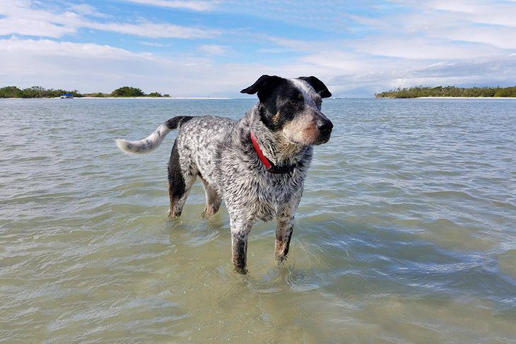 13 Dog-Friendly Beaches in Florida