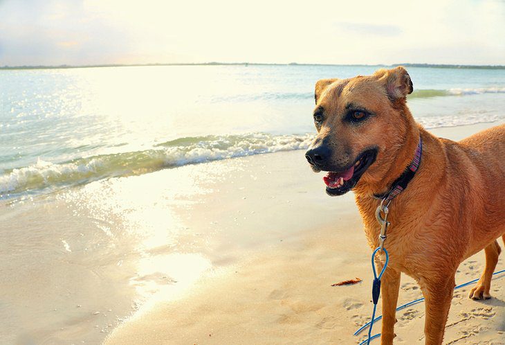 13 Dog-Friendly Beaches in Florida