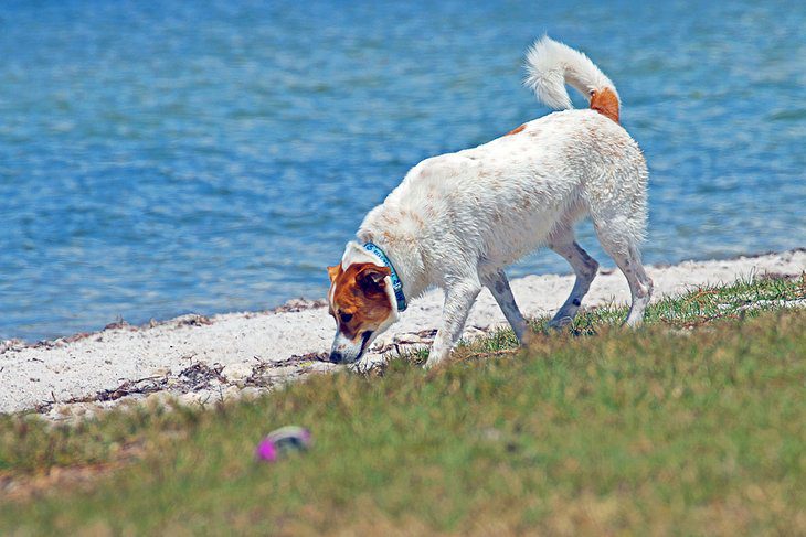 13 Dog-Friendly Beaches in Florida