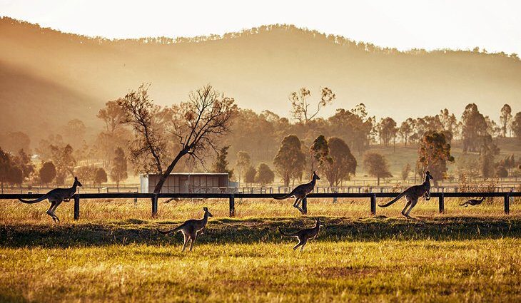 13 Top-Rated Things to Do in the Hunter Valley, Australia