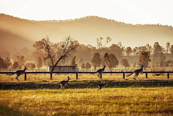 13 Top-Rated Things to Do in the Hunter Valley, Australia