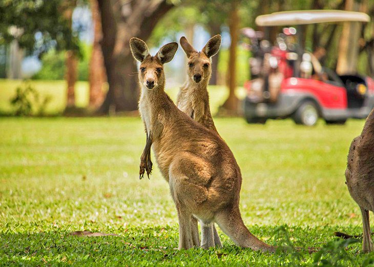 13 Top-Rated Things to Do in the Hunter Valley, Australia