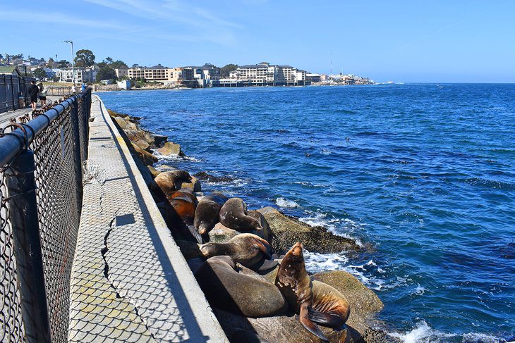 13 Top-Rated Tourist Attractions in Monterey