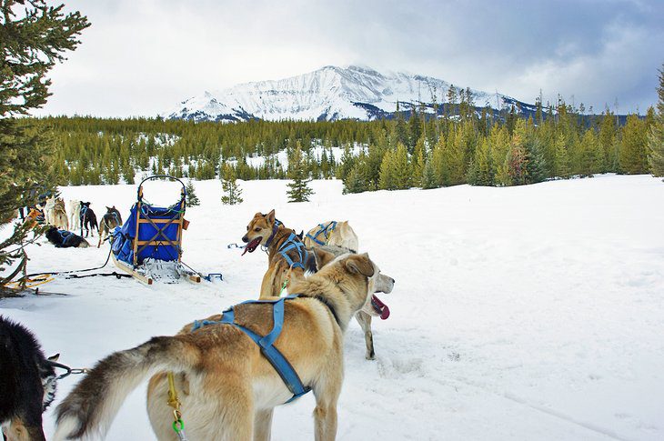 13 Top Things to Do in Montana in Winter