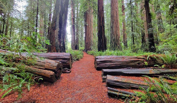 14 Best Campgrounds in Northern California