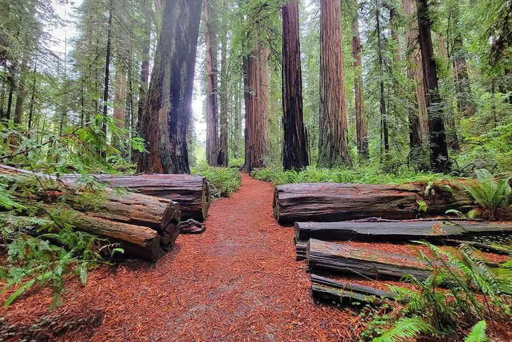 14 Best Campgrounds in Northern California