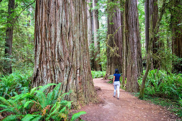 14 Best Campgrounds in Northern California