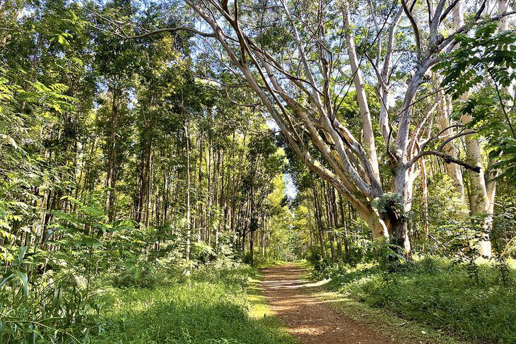 14 Best Hikes in Kauai