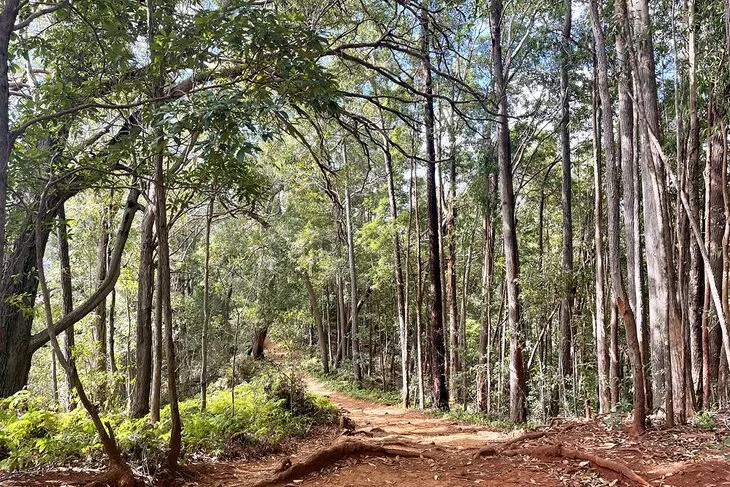 14 Best Hikes in Oahu