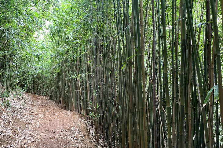 14 Best Hikes in Oahu