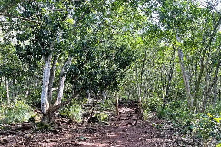 14 Best Hikes in Oahu