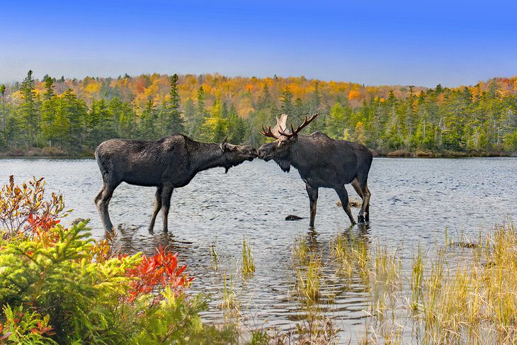 14 Best Things to Do in Maine