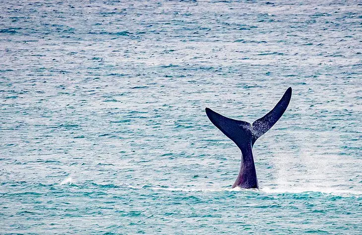 14 Top Attractions & Things to Do on the Great Ocean Road